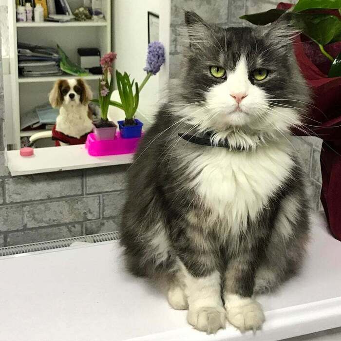 kittypuppyvet.com