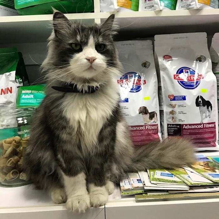 kittypuppyvet.com