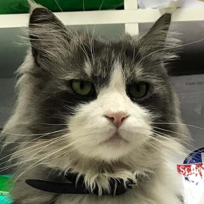 kittypuppyvet.com