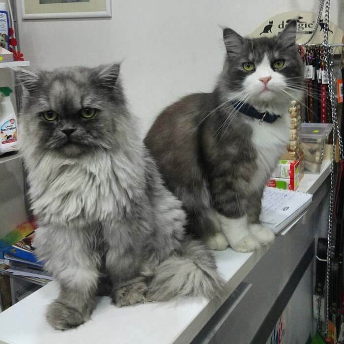 kittypuppyvet.com